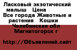 Ласковый экзотический малыш › Цена ­ 25 000 - Все города Животные и растения » Кошки   . Челябинская обл.,Магнитогорск г.